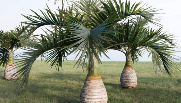 Most Expensive Palm Tree