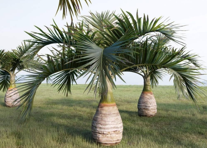 Most Expensive Palm Tree